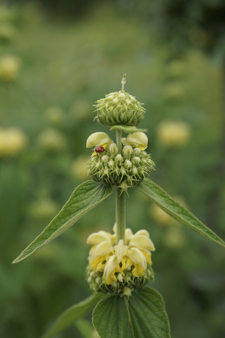 Phlomis russeliana