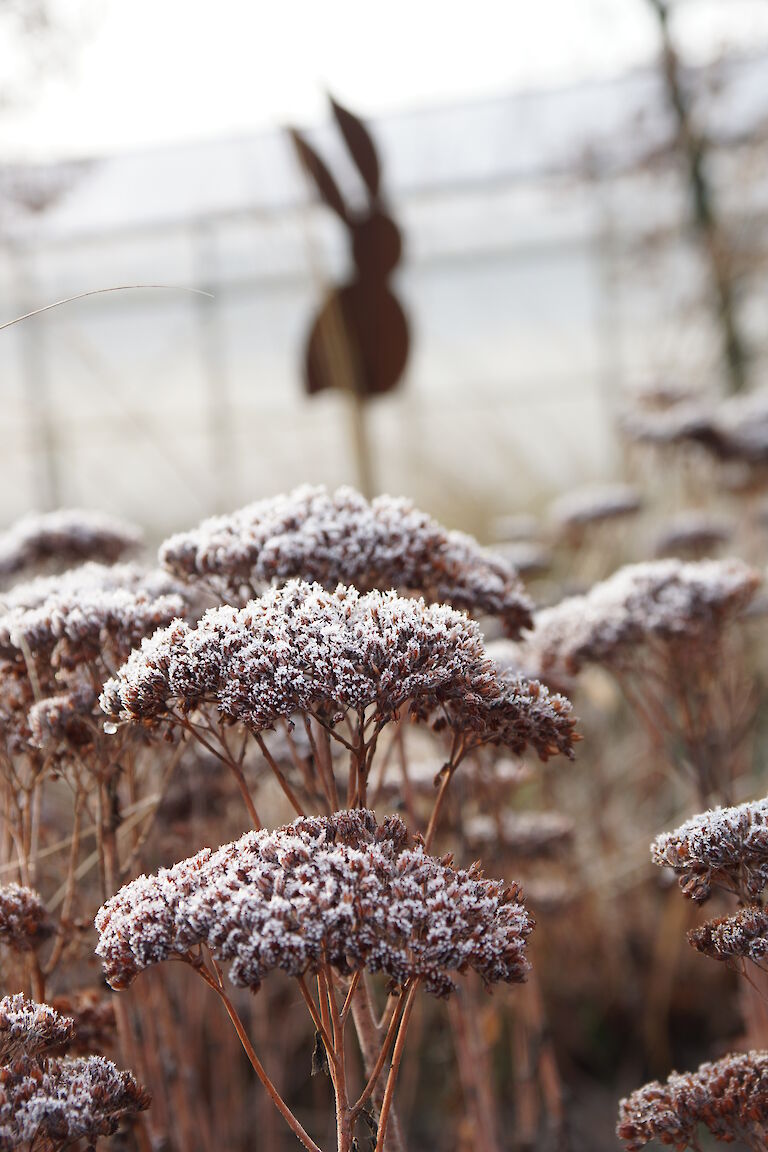 Sedum 'Herbstfreude' Winter