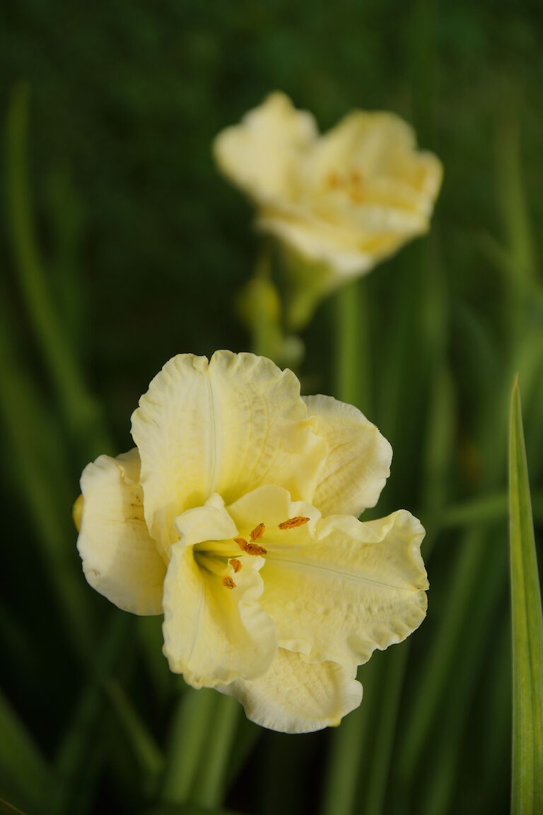 Hemerocallis