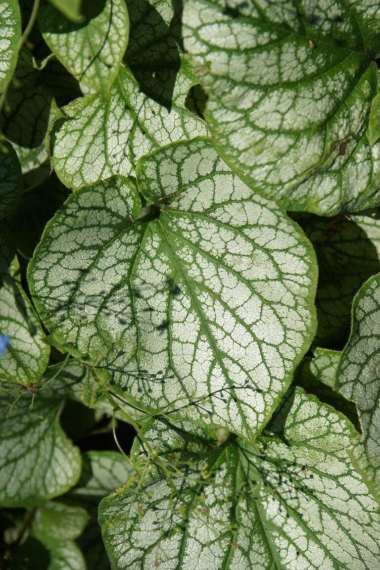 Brunnera macrophylla 'Jack Frost'