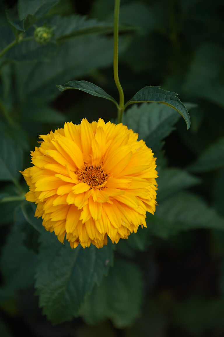 Heliopsis helianthoides 'Goldgrünherz'