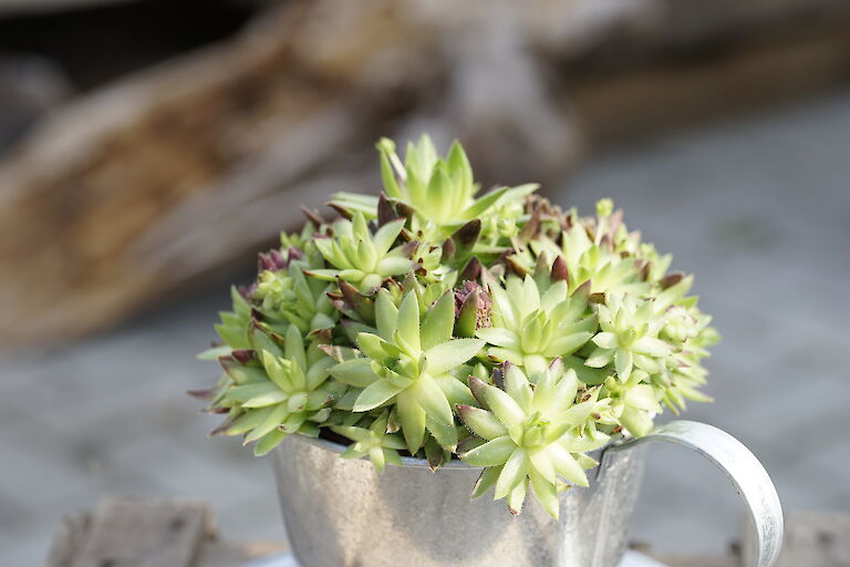 Sedum