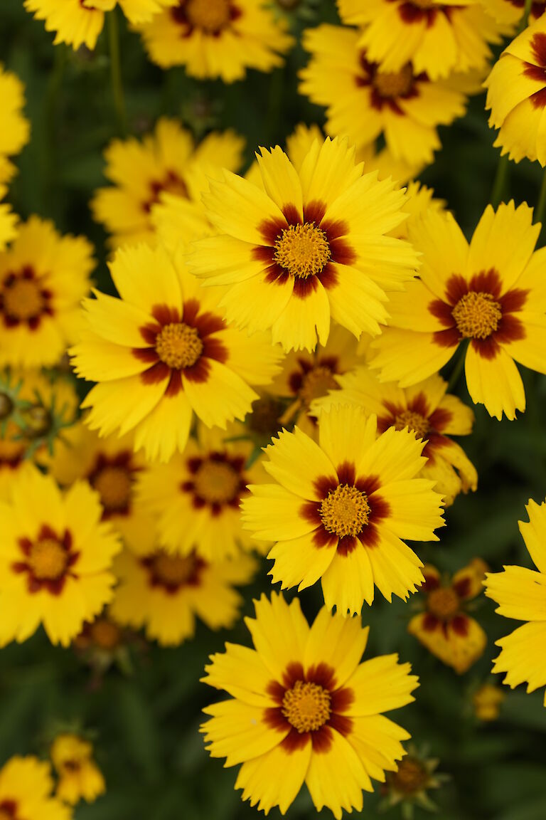 Coreopsis lanceolata Sterntaler