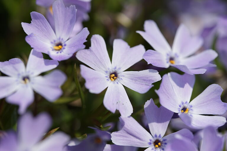 Phlox subulata