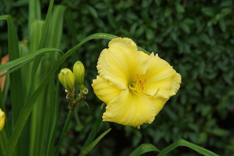 Hemerocallis 'Beauty of beholdl'