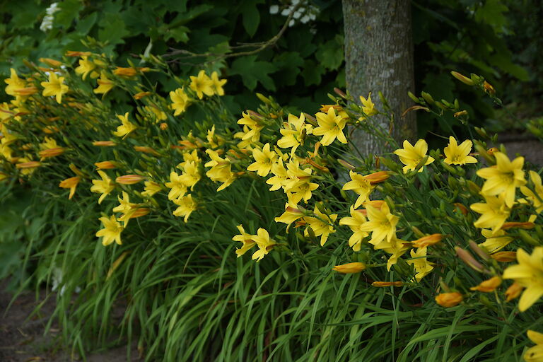 Hemerocallis