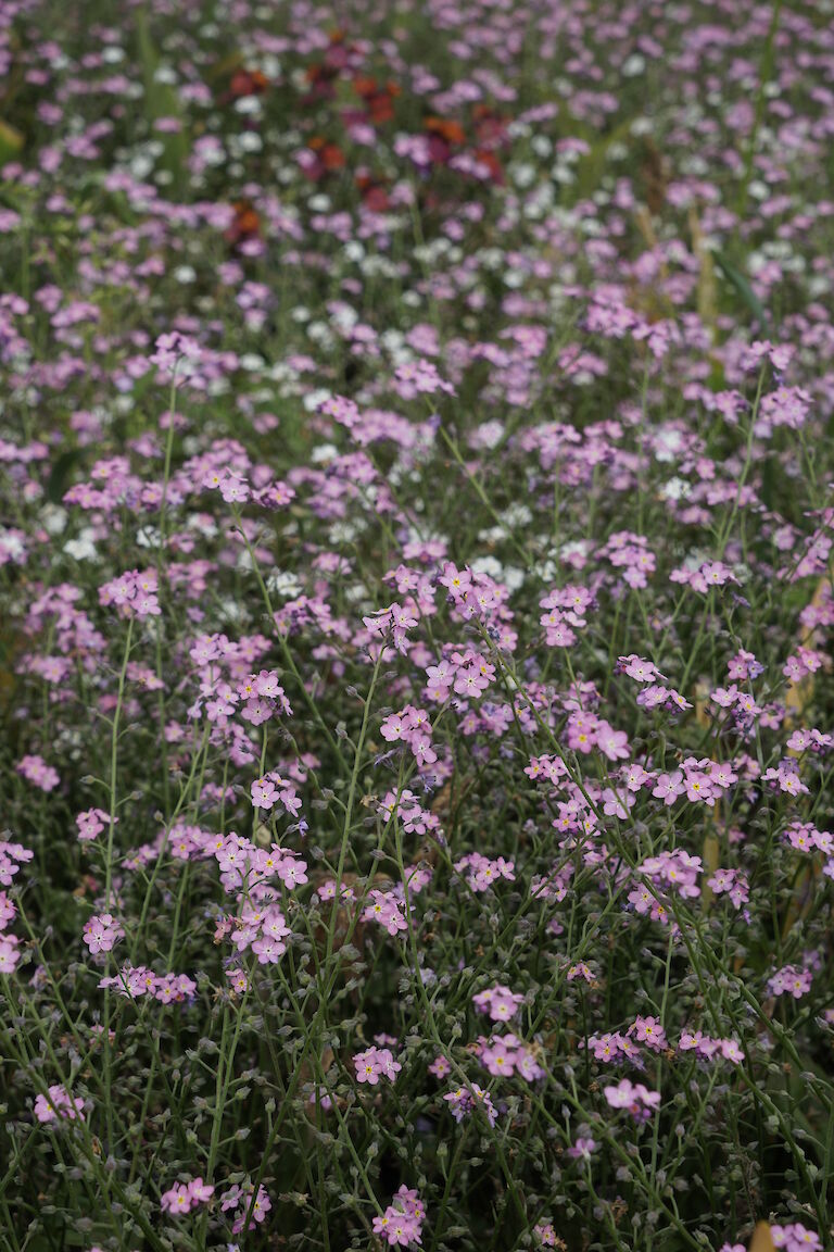 Myosotis sylvatica Rosylva