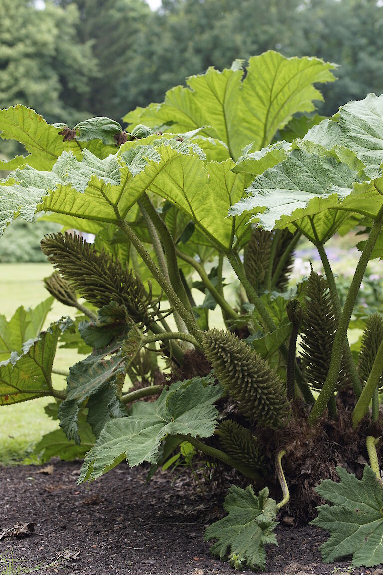 Gunnera