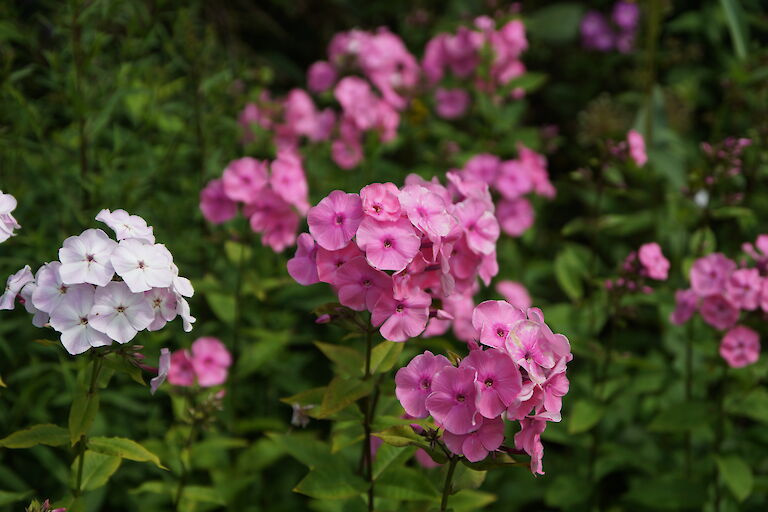 Phlox