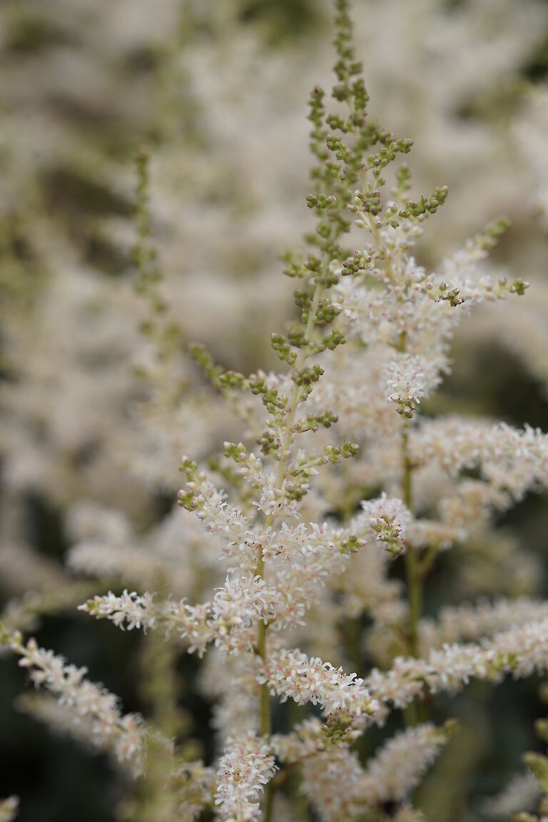 Astilbe simplicifolia Snowsprite