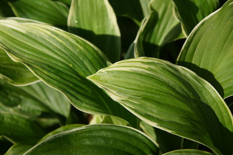 Hosta weißbunt