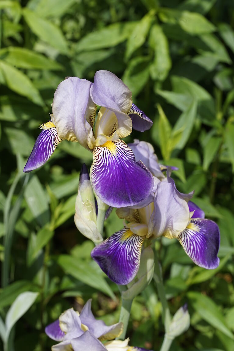 Iris versicolor