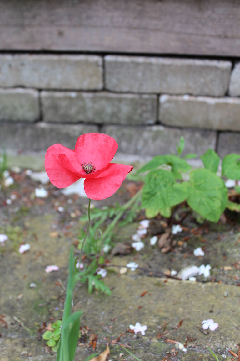 Papaver Mohn