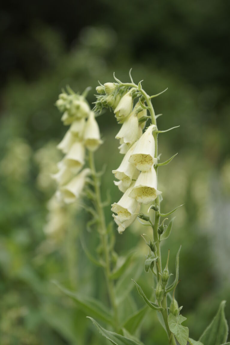 Digitalis lutea