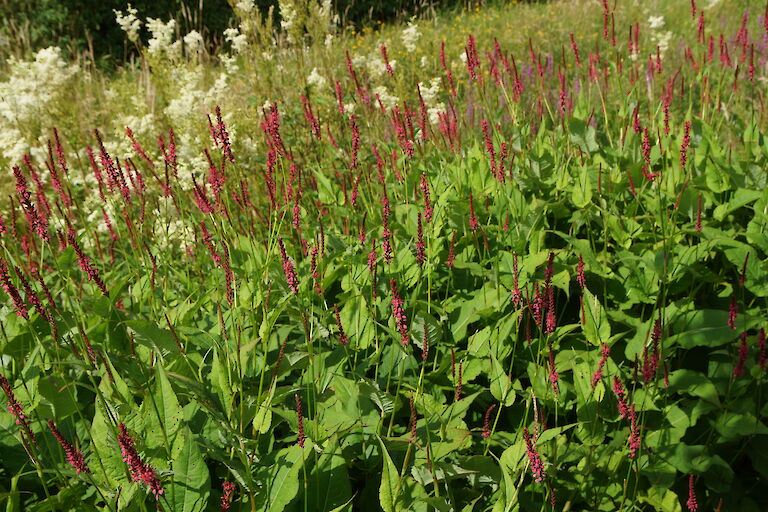 Polygonum