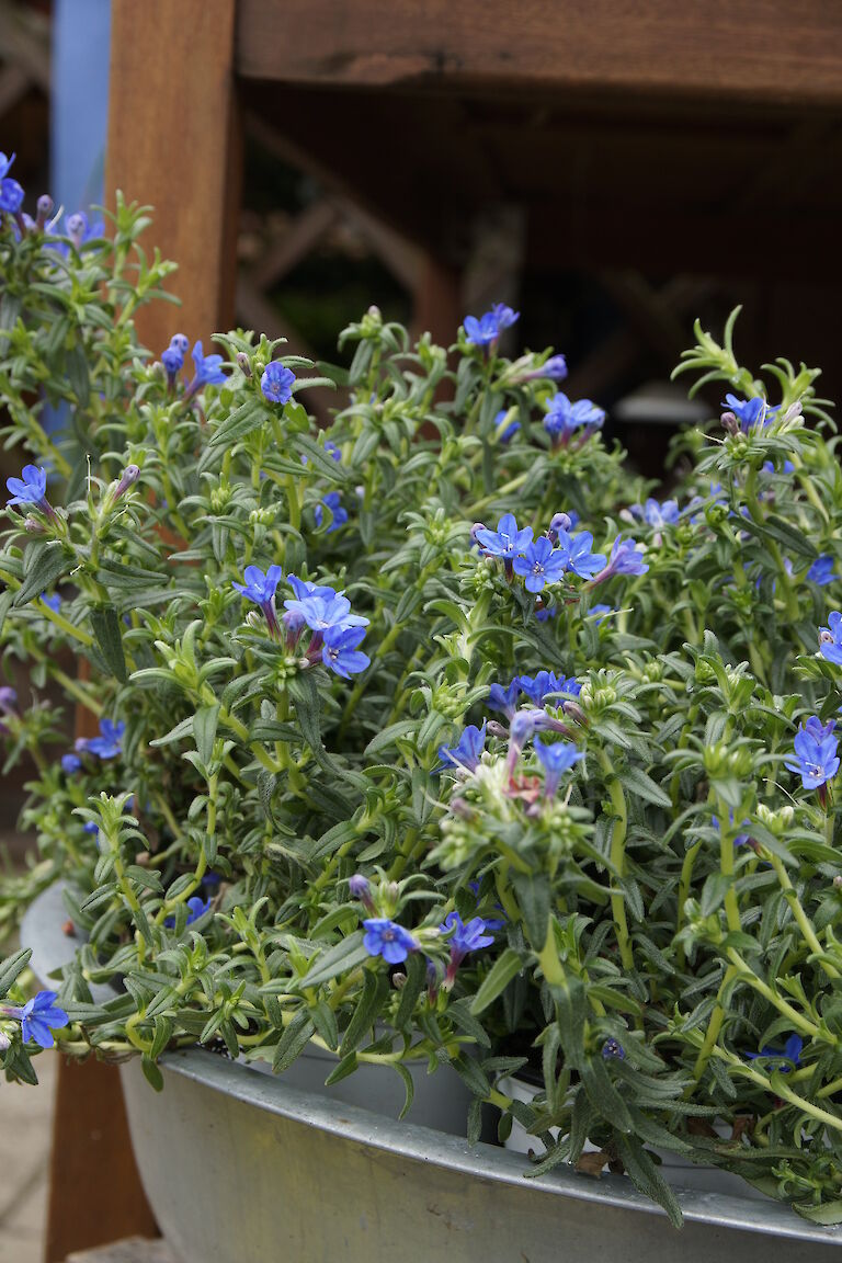 Lithodora diffusa 'Heavenly Blue'