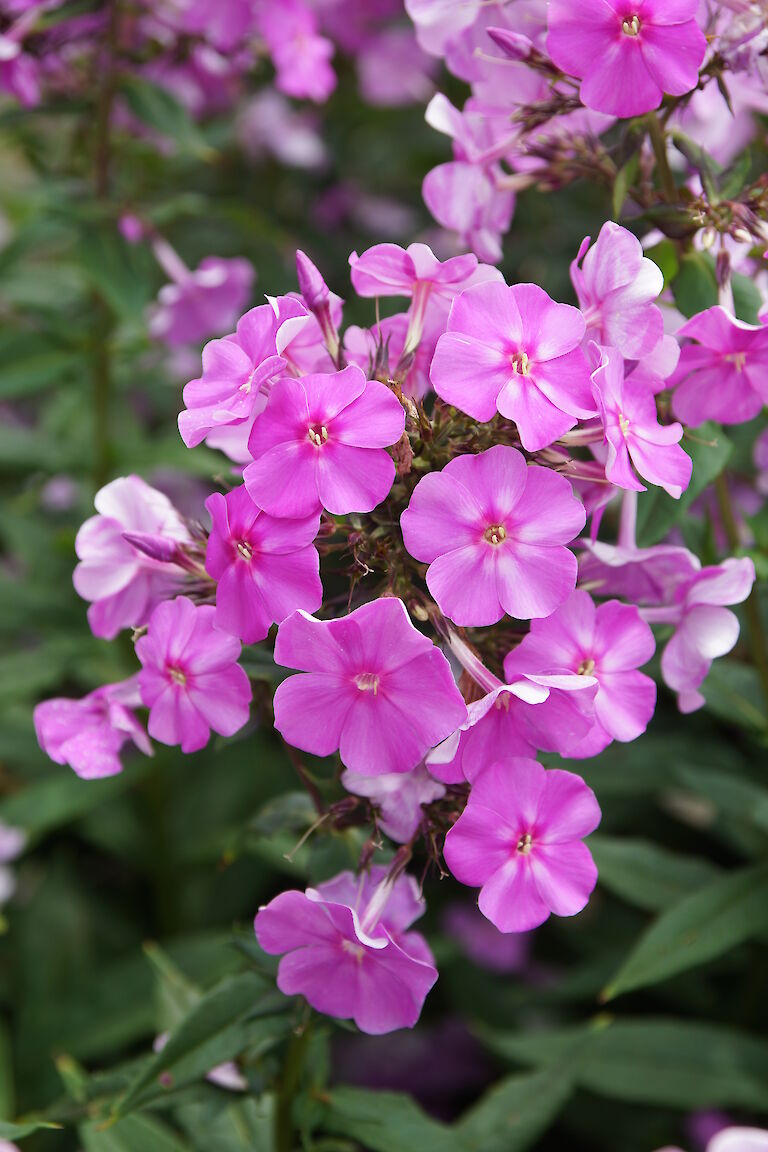 Phlox paniculata 'Sternhimmel'