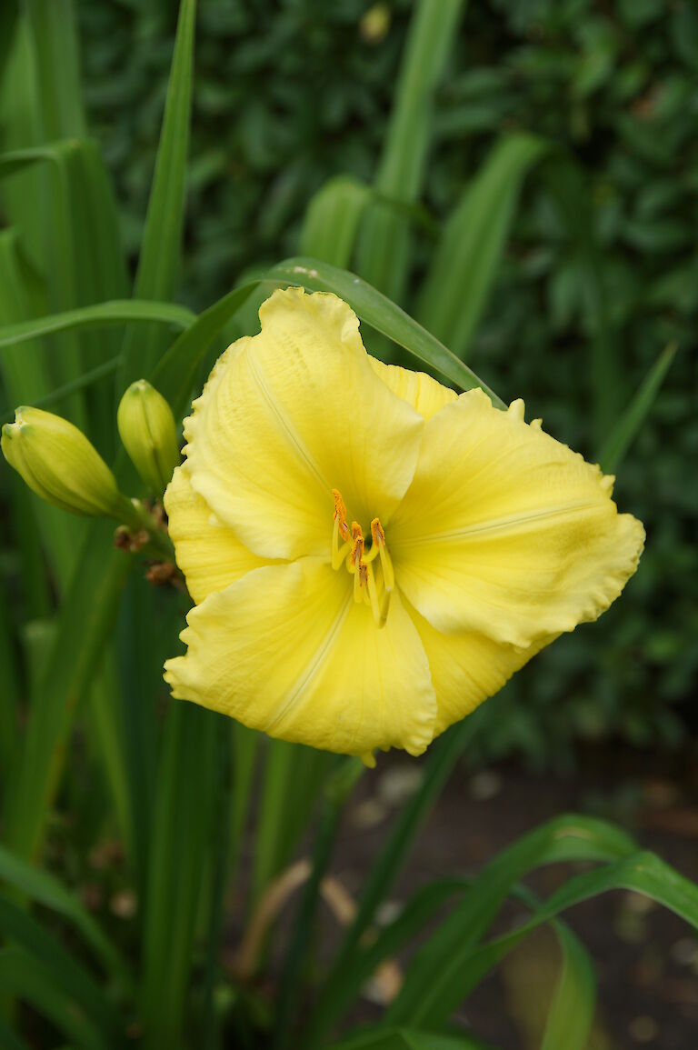 Hemerocallis 'Beauty of behold'