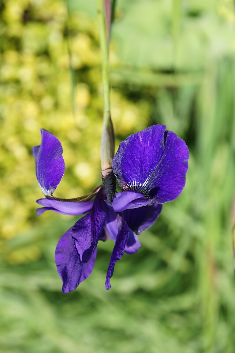 Iris sibirica