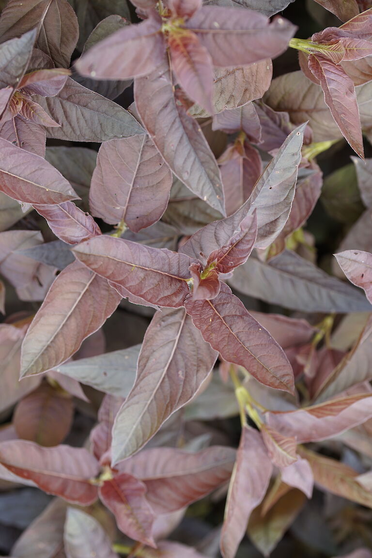 Lysimachia ciliata Firecracker