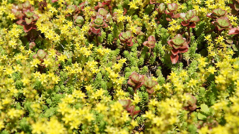 Sedum spurium 'Coccineum'