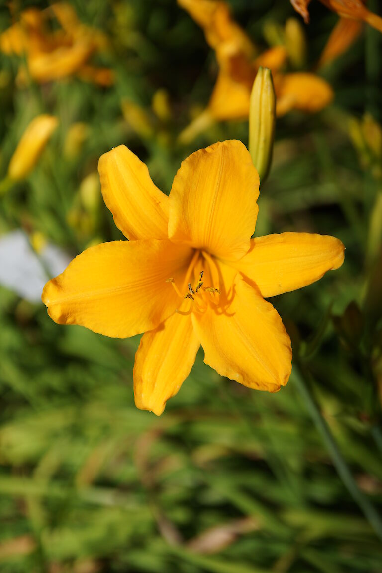 Hemerocallis 'Atlas'