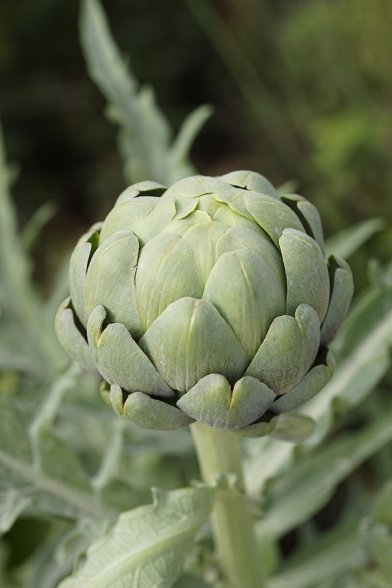 Cynara scolymus