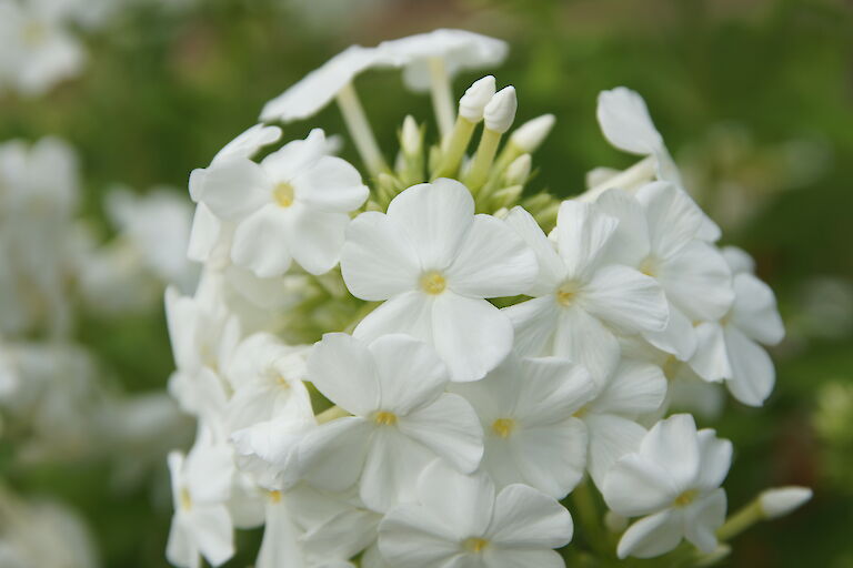 Phlox paniculata 'Fujijama'