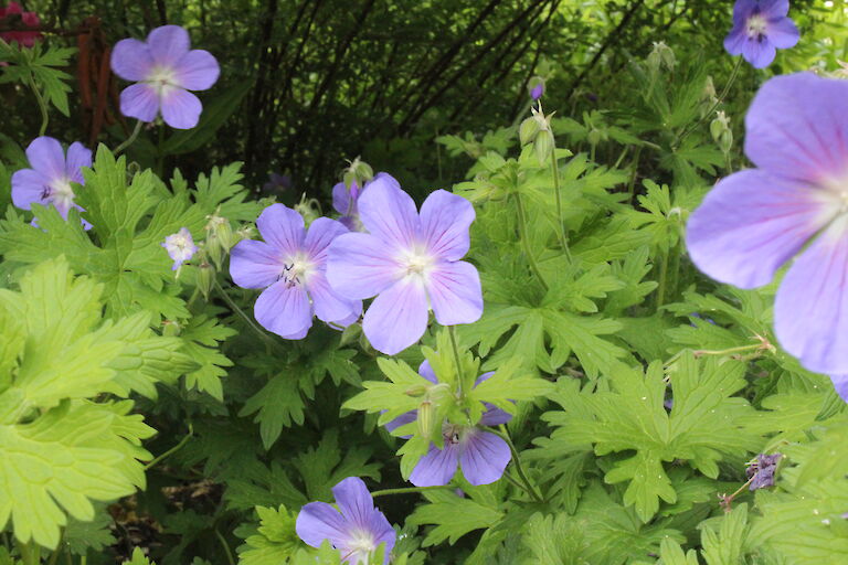 Geranium 'Rozanne'