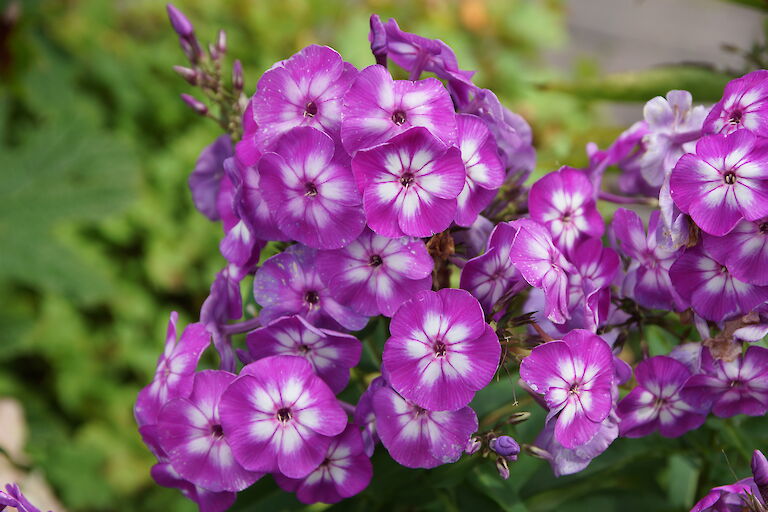 Phlox paniculata 'Wilhelm Kesselring'