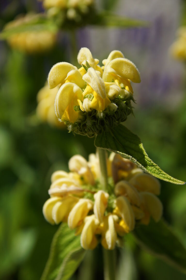 Phlomis russeliana