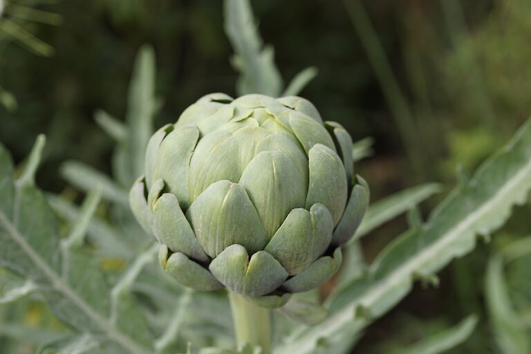 Cynara scolymus