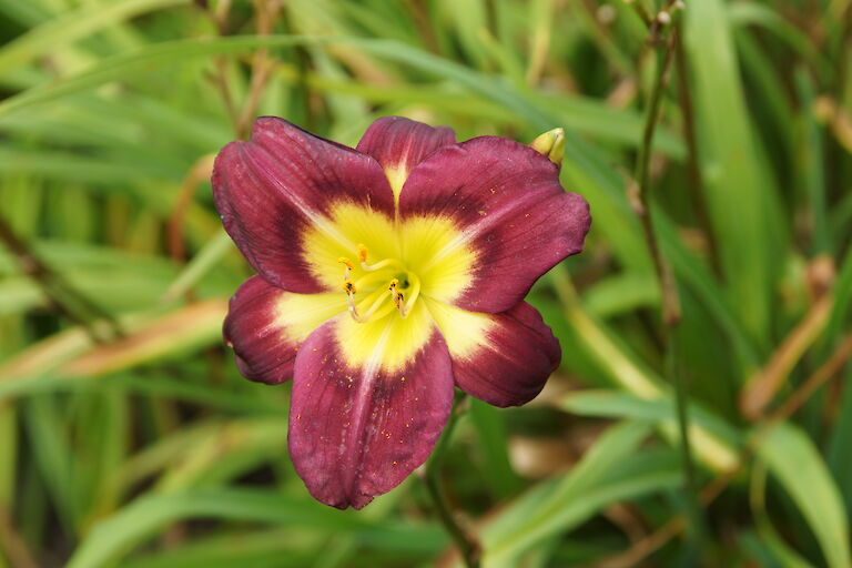 Hemerocallis 'Night Beacon'