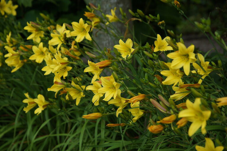 Hemerocallis