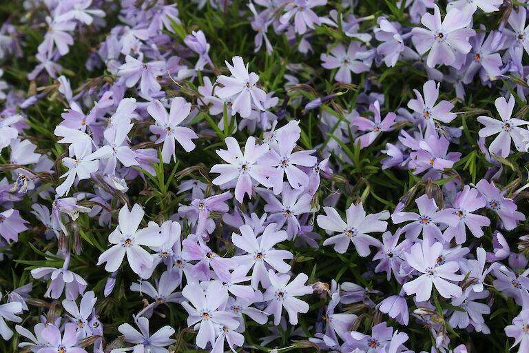 Phlox subulata 'Emerald Cushion Blue'