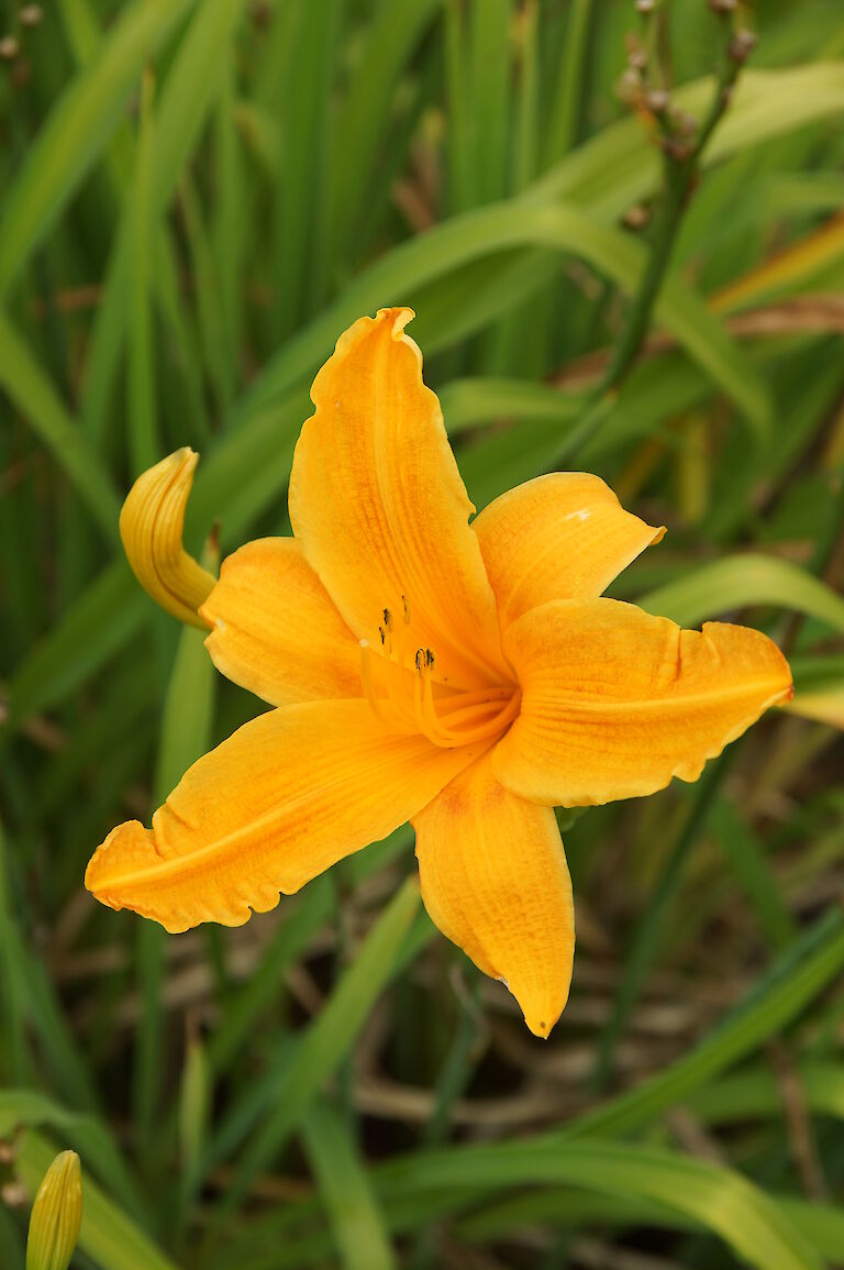 Hemerocallis 'Bruning Daylight'