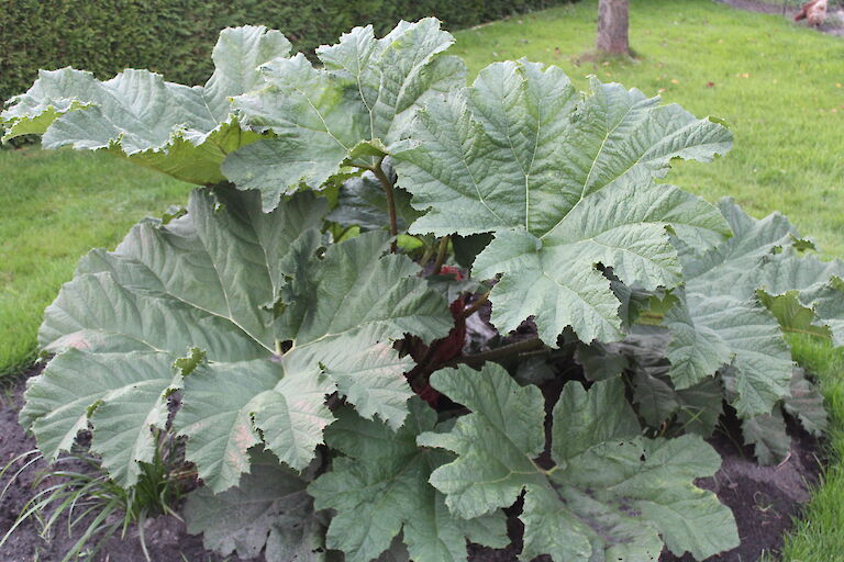 Gunnera manicata