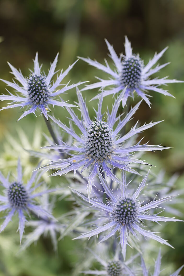 Eryngium x zabelii Big Blue