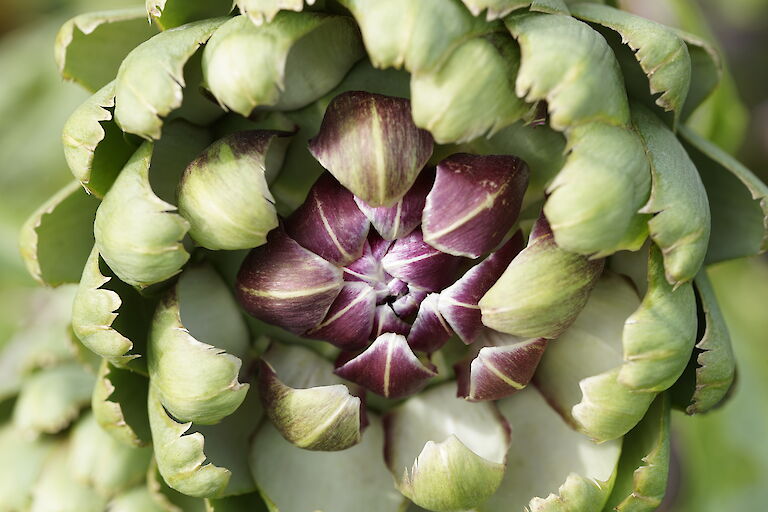 Cynara scolymus