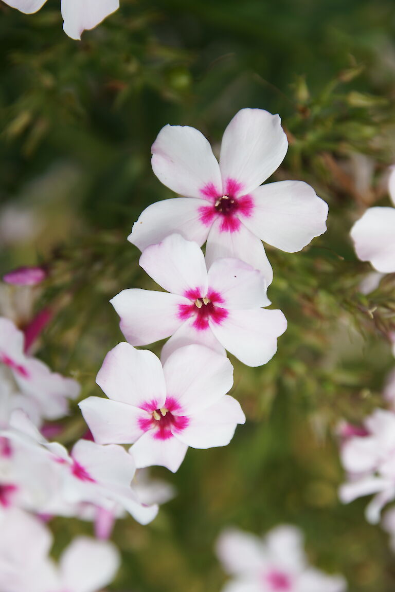 Phlox paniculata 'White Eye Flame'