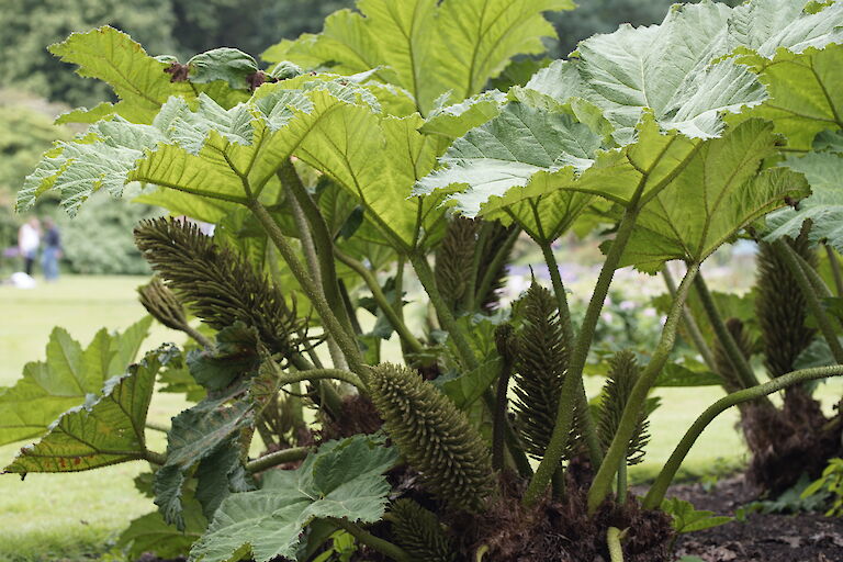 Gunnera