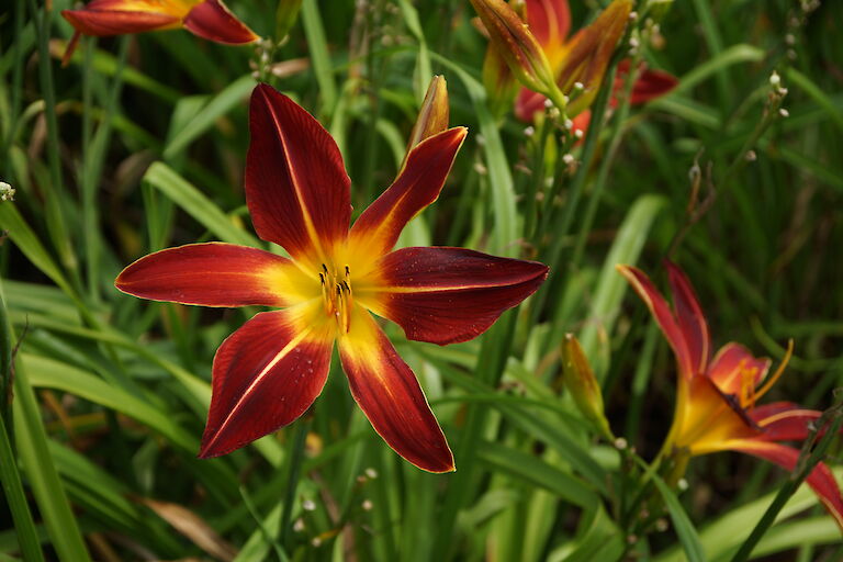 Hemerocallis