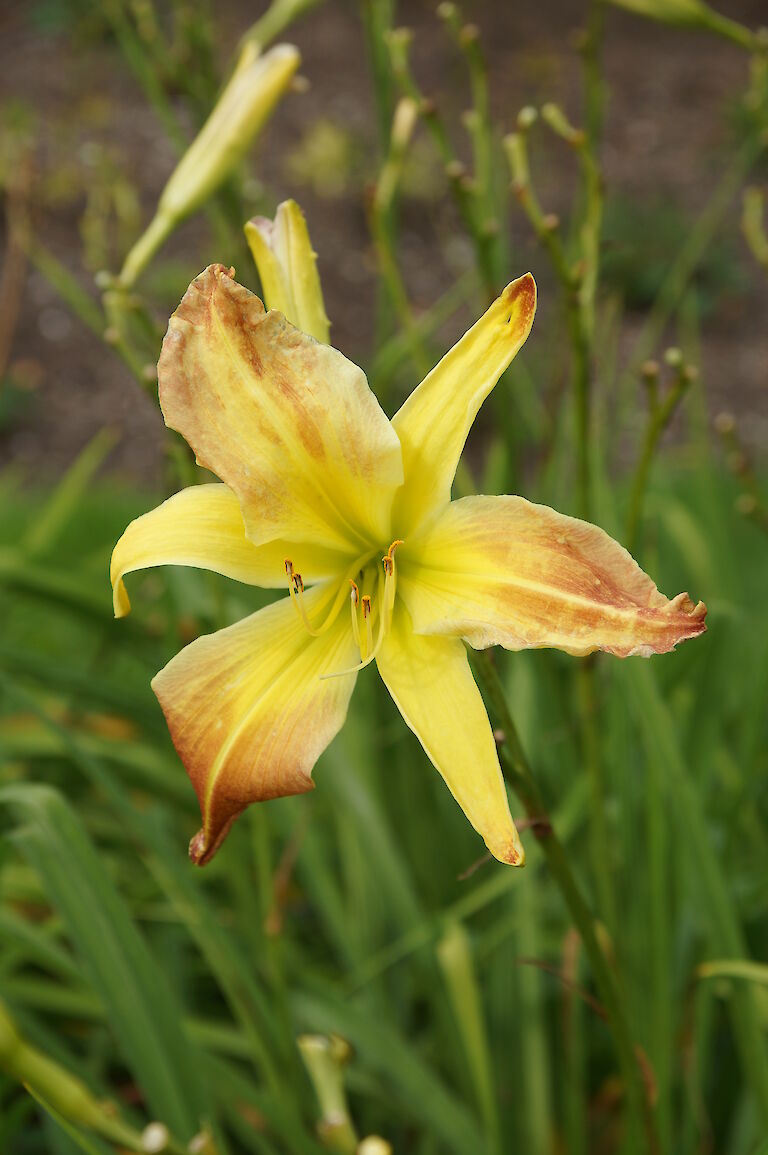 Hemerocallis