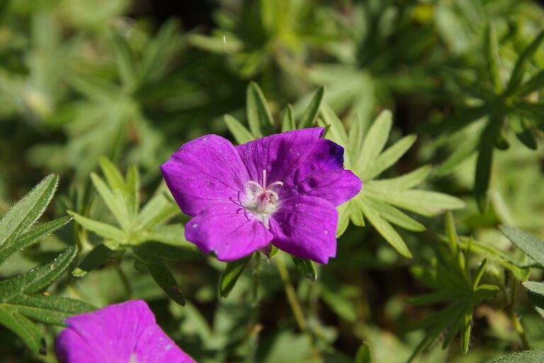 Geranium sanguineum 'Elsbeth'