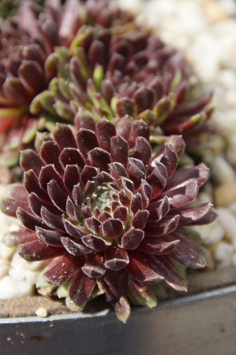 Sempervivum