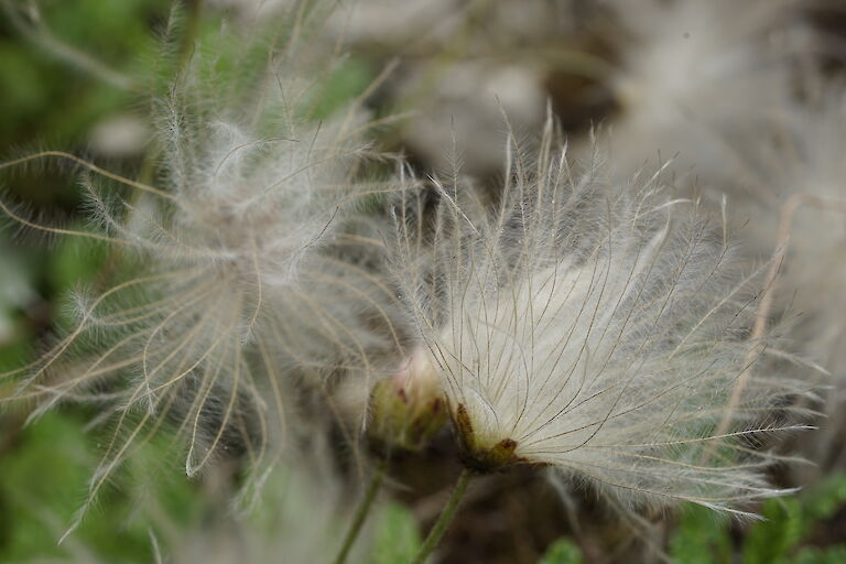 Dryas octopetala