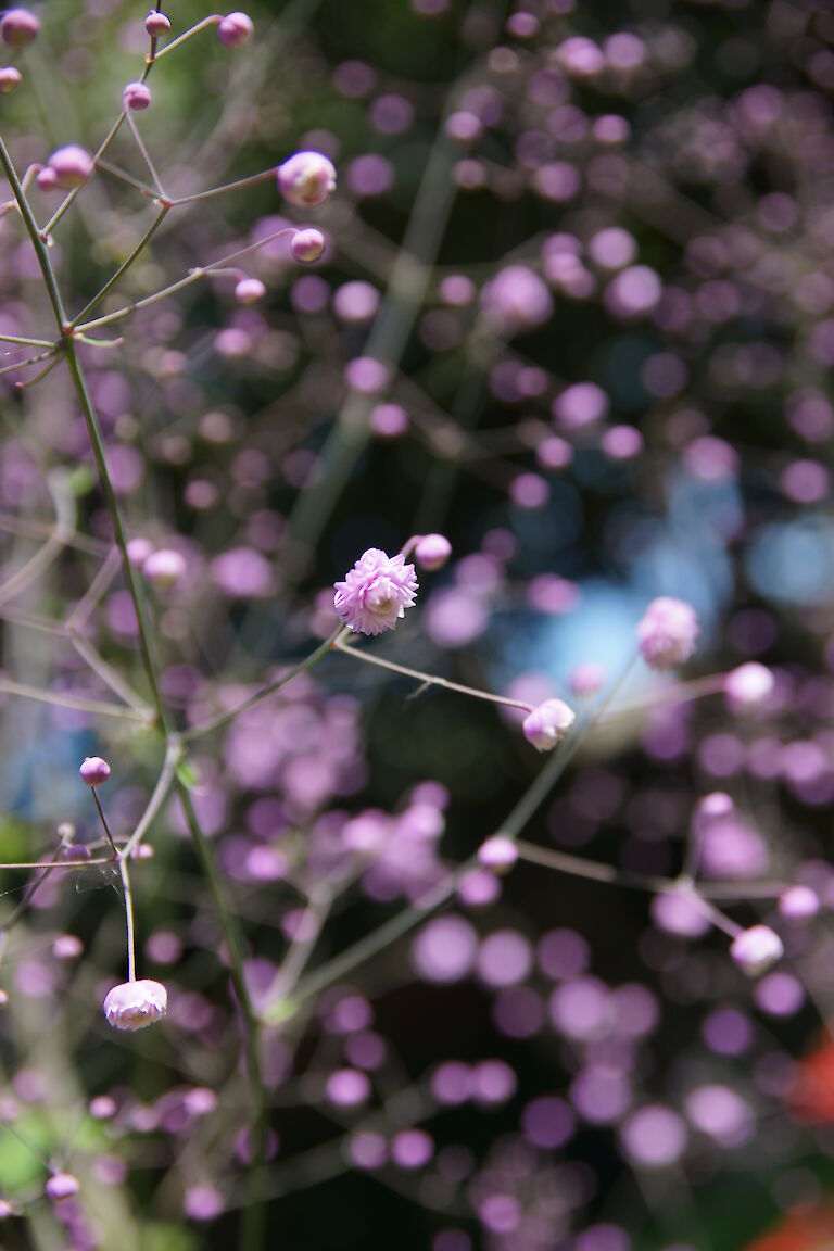 Gypsophila