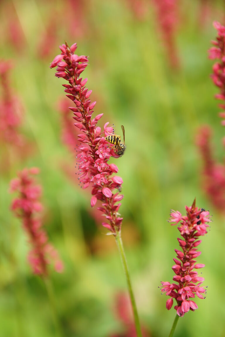 Polygonum Insekt