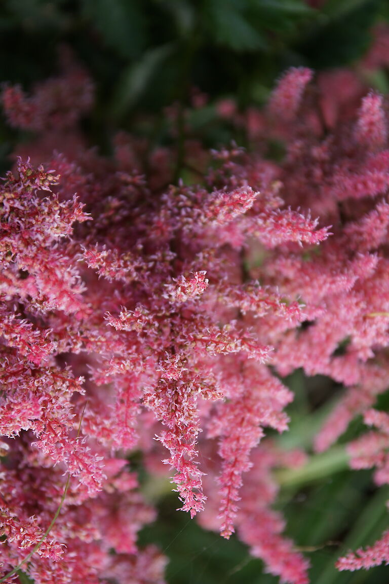 Astilbe