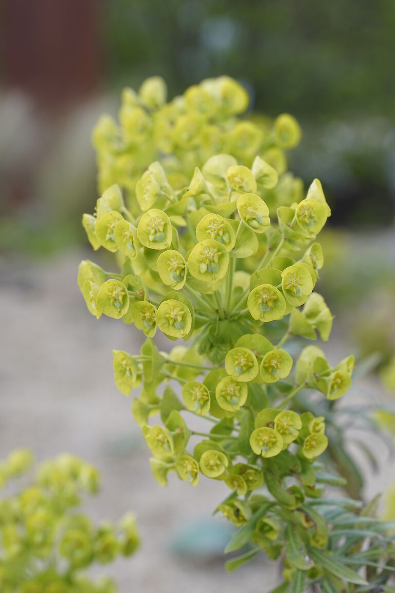 Euphorbia characias ssp. characias Humpty Dumpty